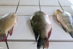 Namibia - Katima Mulilo