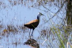 Namibia - Cuando River - Ngoma Bridge - Bird: African jacana