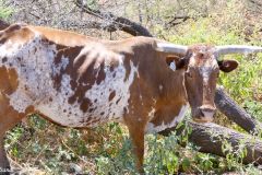 Namibia - Cuando River - Ngoma Bridge - Animal: Cattle