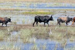 Namibia - Cuando River - Ngoma Bridge - Animal: Cattle