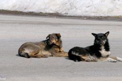 Ukraine - Chernobyl - Velikiy Zalissia (village)