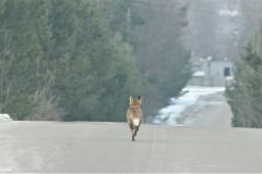 Ukraine - Chernobyl - Running fox
