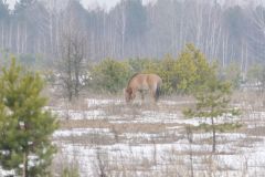 Ukraine - Chernobyl - Mongolian horse