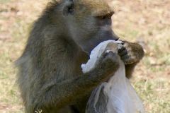 Zimbabwe - Victoria Falls - Animal: Baboon