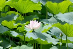 ROK - Seoul - Changdeokgung Palace Complex - Secret Garden - Buyongjeong