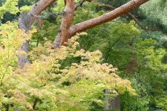 ROK - Seoul - Changdeokgung Palace Complex - Secret Garden - Aelyeonjeong