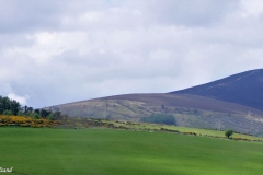2019 Wicklow County