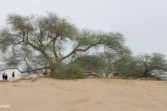 Bahrain - Tree of Life