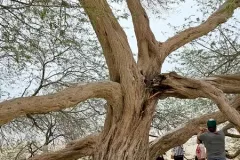 Bahrain - Tree of Life