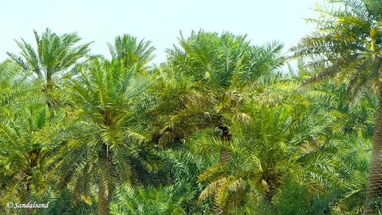 Date palm trees in the Al-Ahsa Oasis