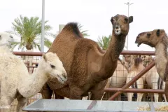 Saudi Arabia - Buraidah - Camel Market