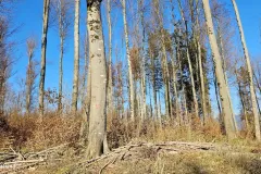 Slovenia - Mount Sneznik (region)