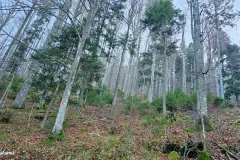 Slovenia - Mount Sneznik (region)