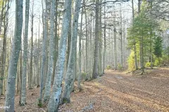 Slovenia - Mount Sneznik (region)