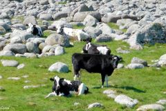 Rogaland - Hå - Mellom Varhaug gamle kirkegård og Husvegg - Jærkysten