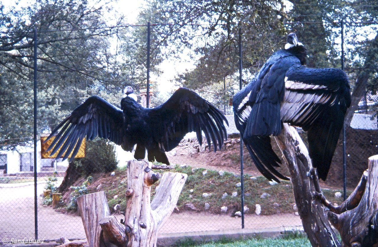 Ecuador - Quito - Zoo - Condor