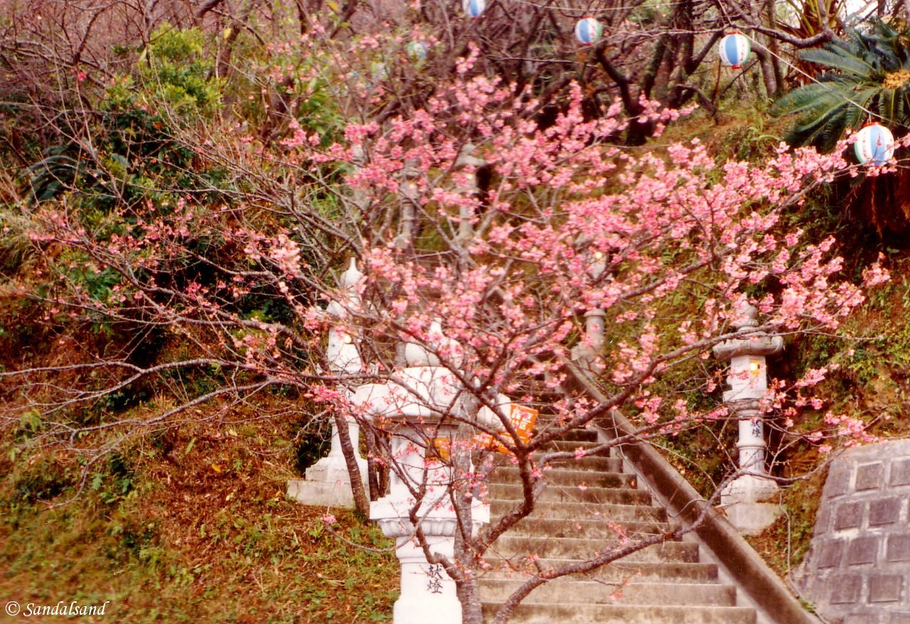 Japan - Okinawa - Nago - Cherry blossoms