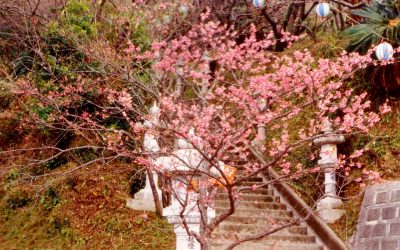 Okinawa – Mild winds, cherry blossoms