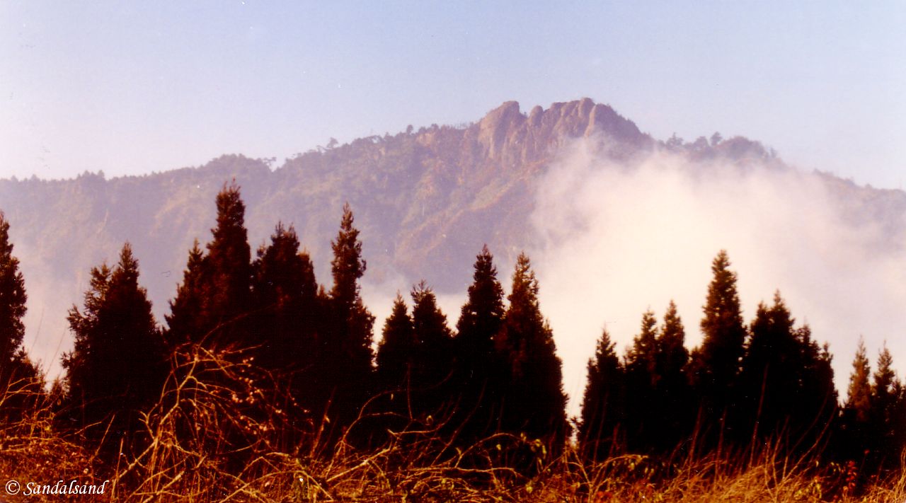 Taiwan – Alishan – 2500 metres above sea level Taiwan - Alishan - 2500 metres above sea level