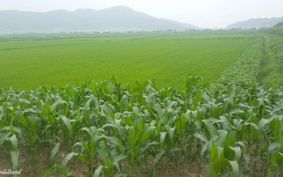 A dam and a cooperative farm in North Korea