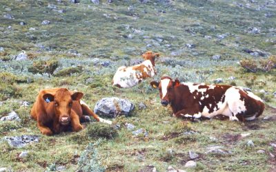 The Jotunheimen hikes – Leirvassbu to Gjendebu