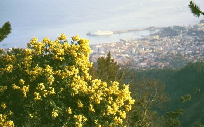 The fertile island of Madeira