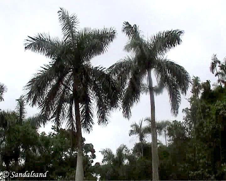 Cuba - Vinales Valley - Royal palm trees