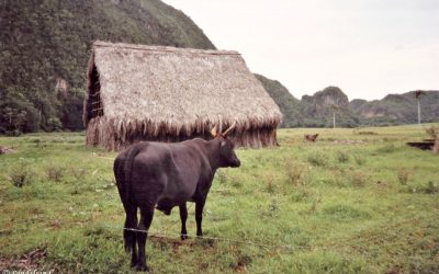 Pinar del Rio and the Viñales valley is a favourite in Cuba