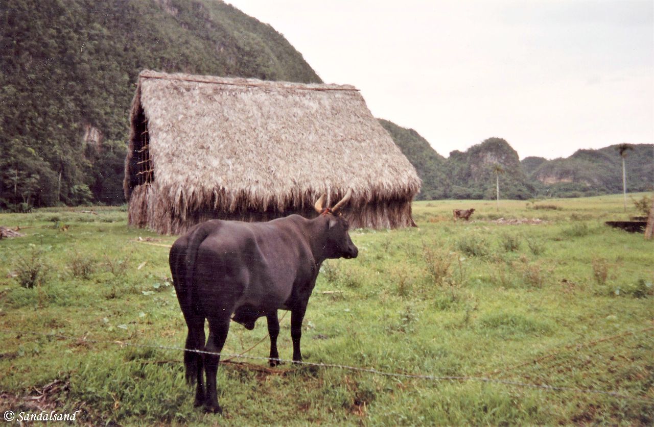 Cuba - Vinales