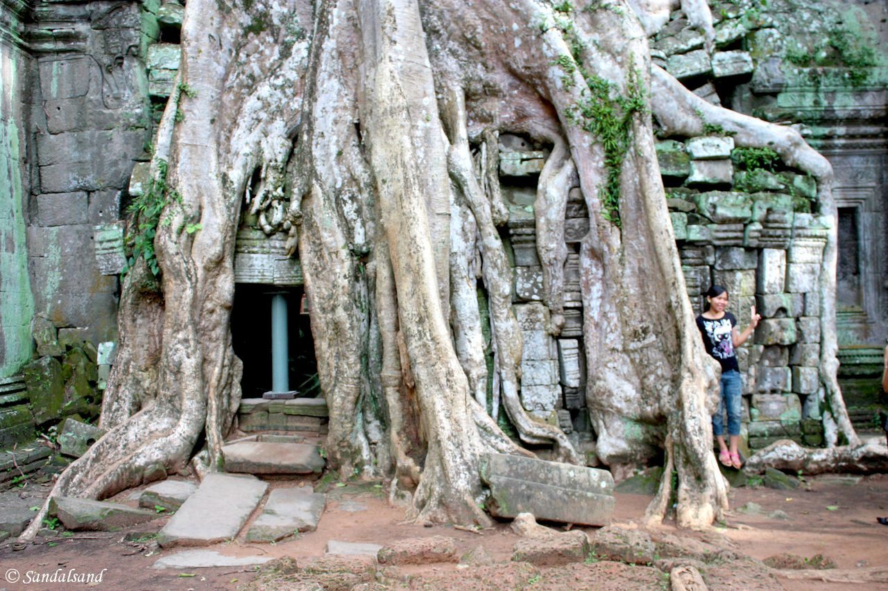Cambodia - Angkor - Ta Prohm