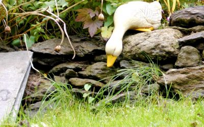 VIDEO – Eiganes allotment garden