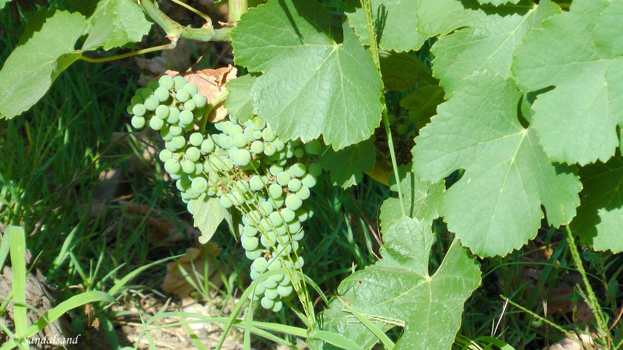 Portugal - Rio Douro - Quinta da Pacheca