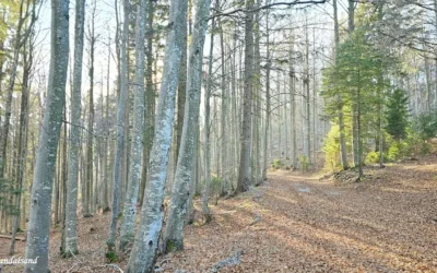 World Heritage #1133 – Ancient and Primeval Beech Forests