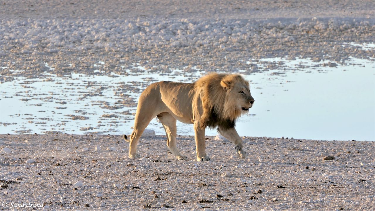 Namibia - Etosha National Park - Animal: Lion